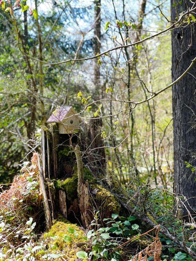 Mt Rainier Little Green Cabin On Big Creek! أشفورد المظهر الخارجي الصورة
