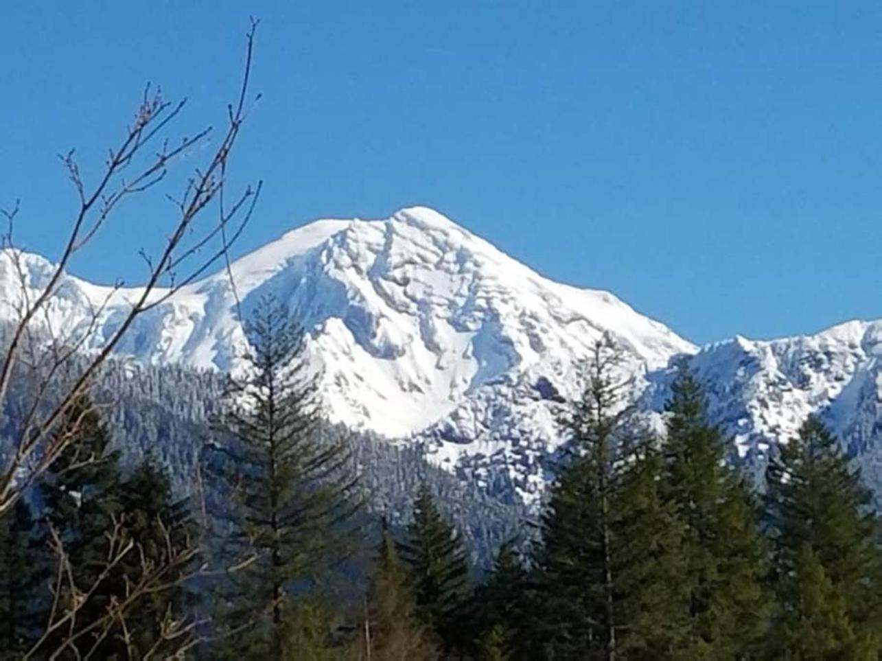Mt Rainier Little Green Cabin On Big Creek! أشفورد المظهر الخارجي الصورة
