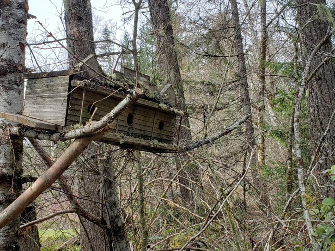 Mt Rainier Little Green Cabin On Big Creek! أشفورد المظهر الخارجي الصورة